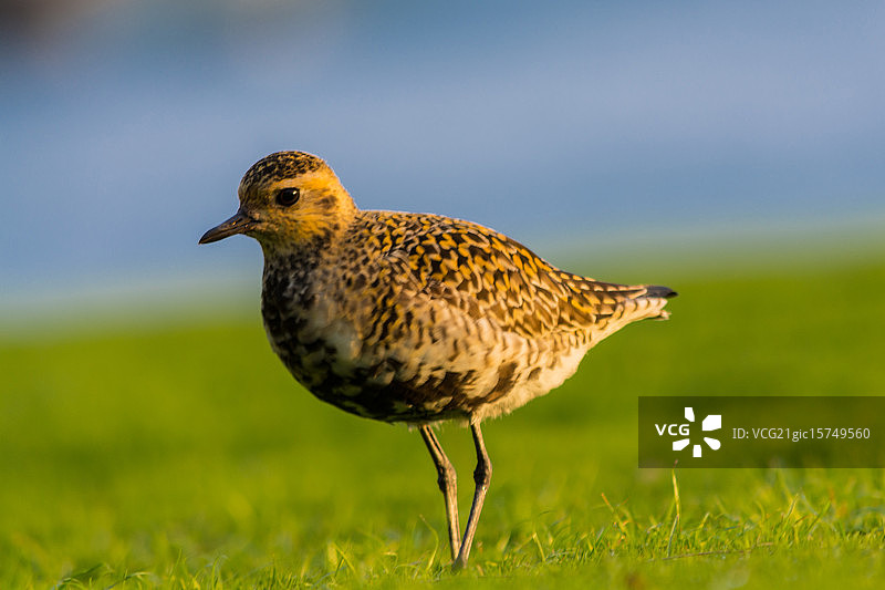 太平洋金斑鸻图片素材