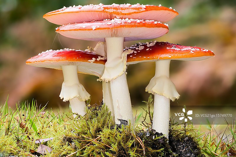 鹅膏菌图片素材