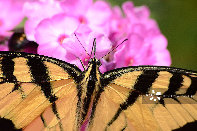虎凤蝶图片素材