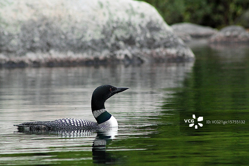 戴西池塘的潜鸟图片素材