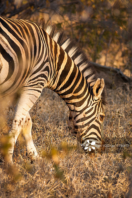 斑马吃草图片素材