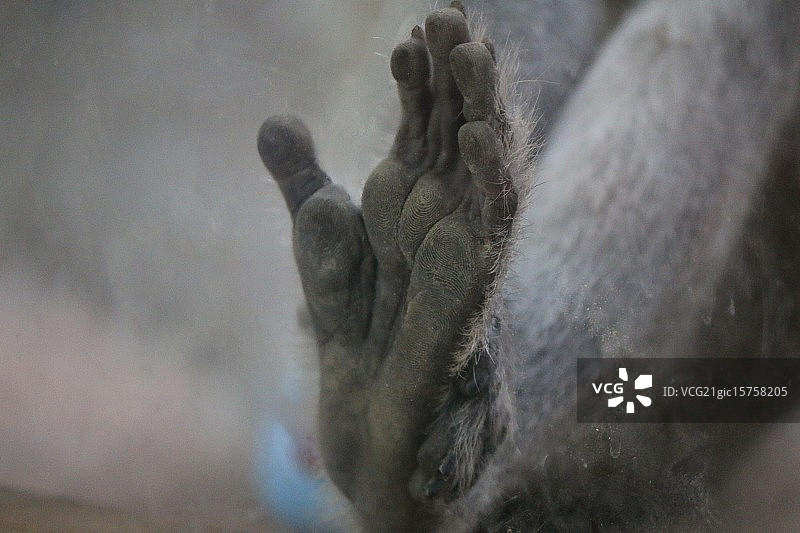 猴子脚图片素材