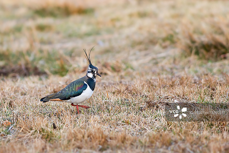 凤头麦鸡图片素材