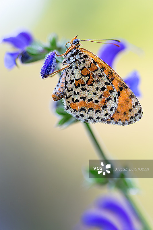Melitaea didyma图片素材
