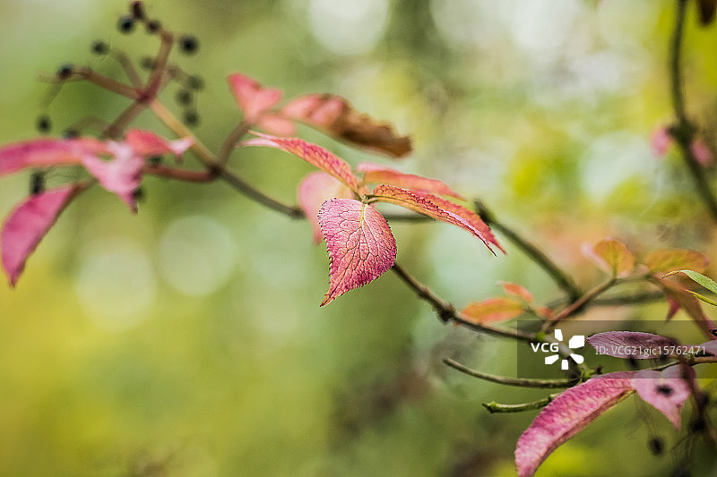 接骨木果图片素材