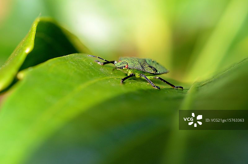 盾椿象图片素材