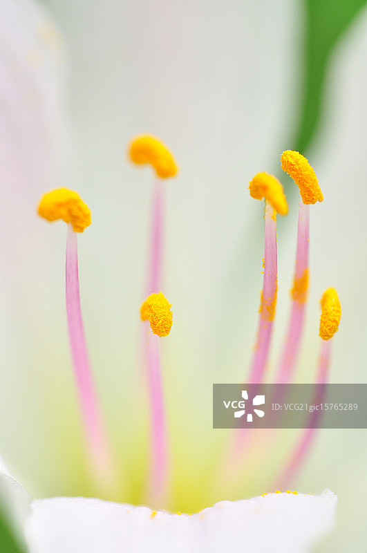 白色蜘蛛百合图片素材