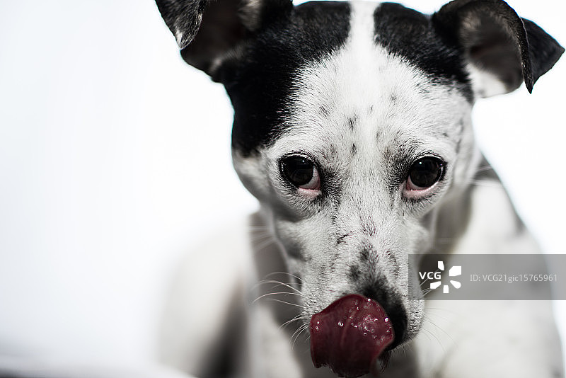 阿尔菲的舌头图片素材