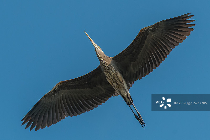 苍鹭俯视图图片素材