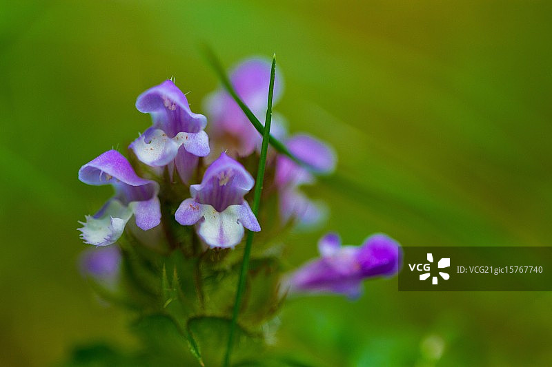 布雷克兰百里香图片素材