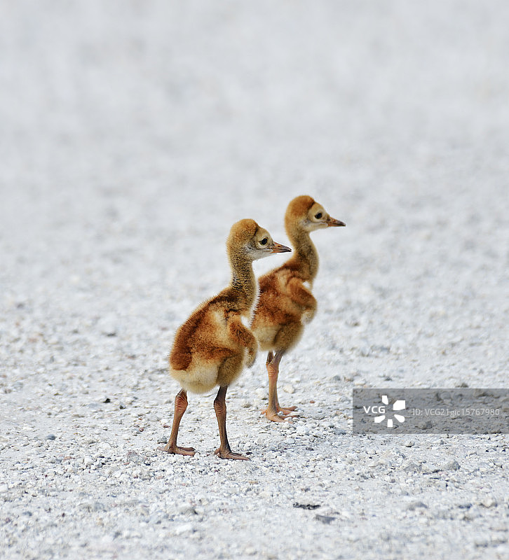 沙丘鹤幼鸟图片素材