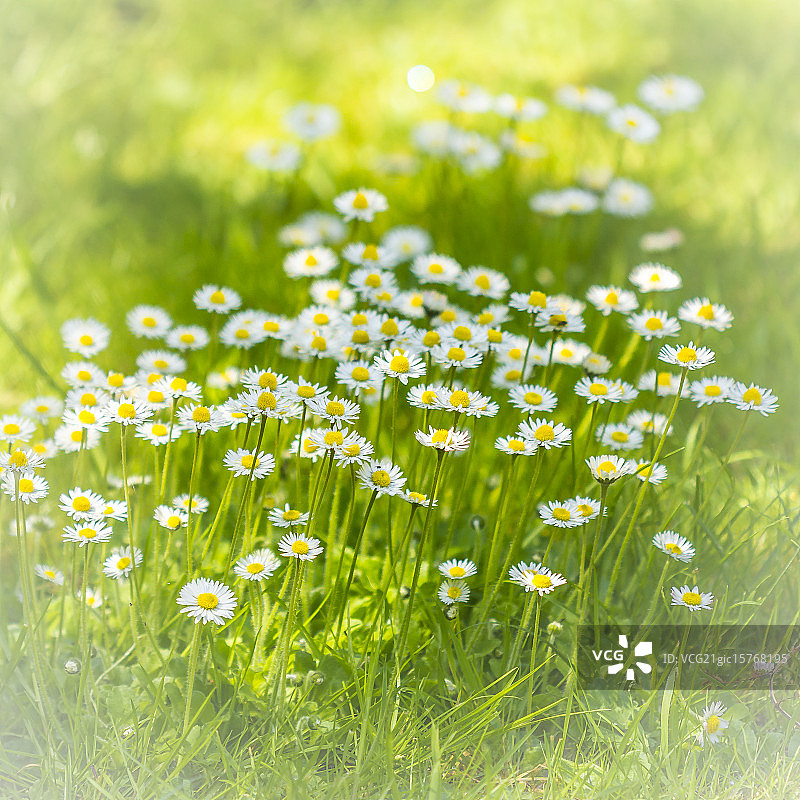 雏菊花图片素材