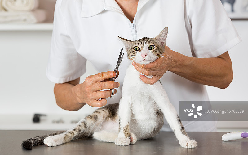 理发店里的猫图片素材