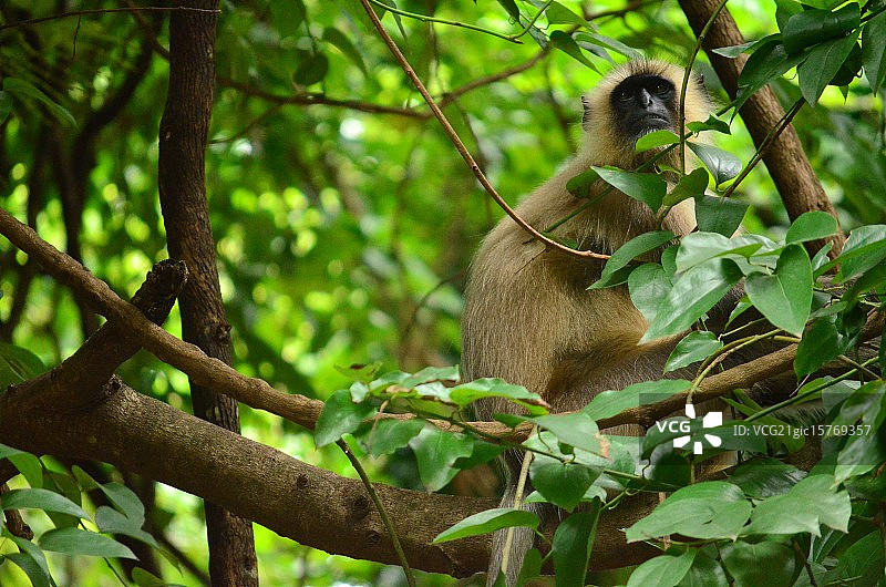 印度叶猴图片素材