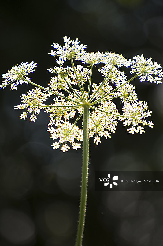 野胡萝卜图片素材