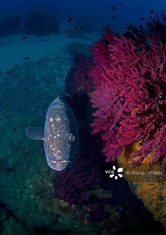 好奇的石斑鱼图片素材