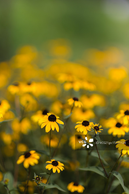 黑眼苏珊图片素材