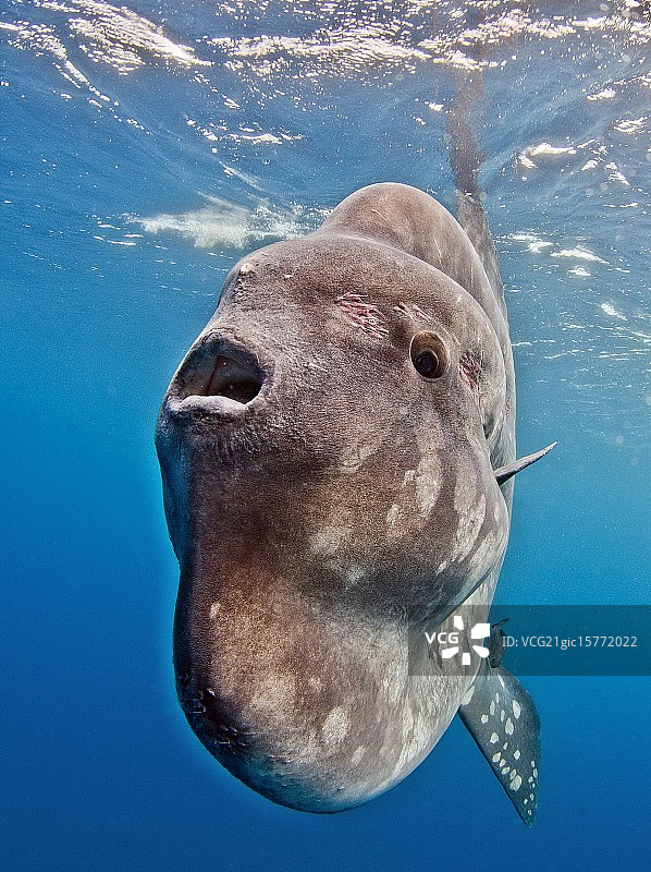 翻车鱼图片素材