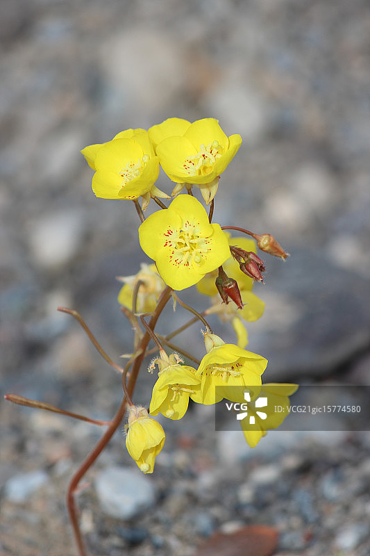 沙漠惊喜图片素材