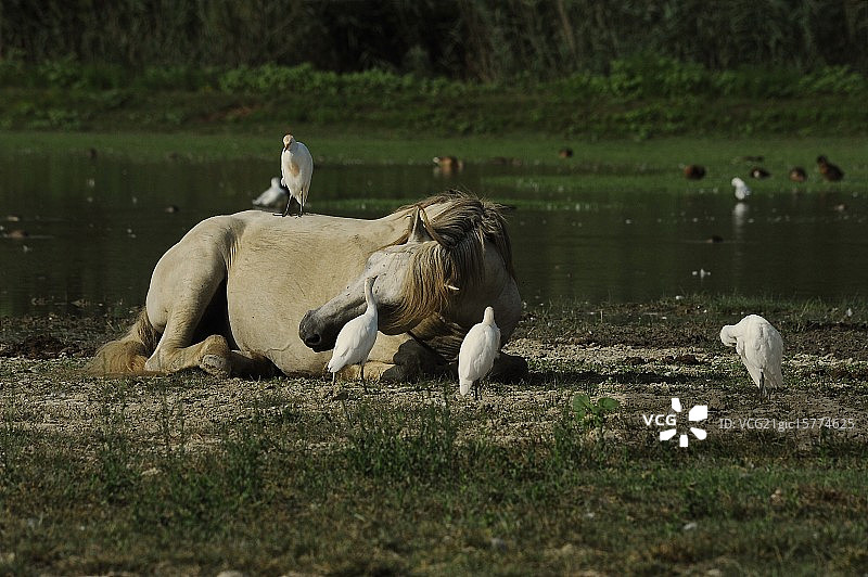 卡玛格马图片素材