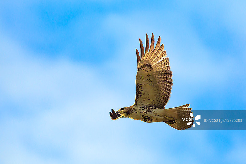 红尾鹰图片素材