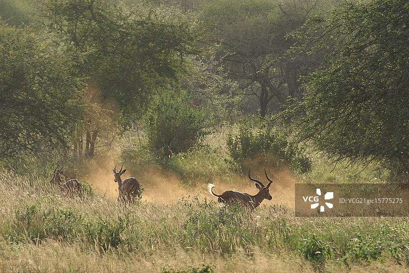金色尘埃中的黑斑羚追逐图片素材