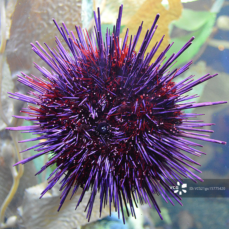 紫色海胆图片素材