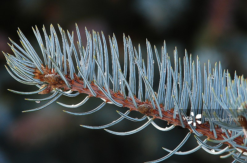 蓝云杉图片素材