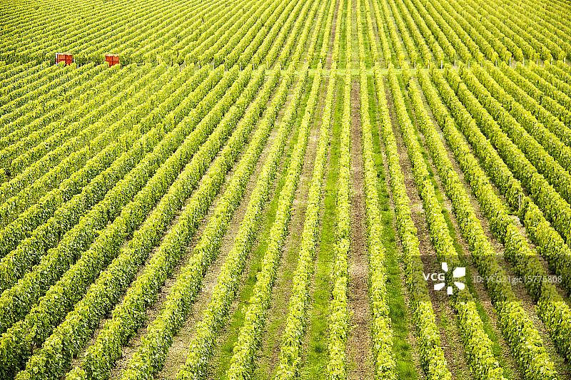 法国香槟葡萄酒图片素材