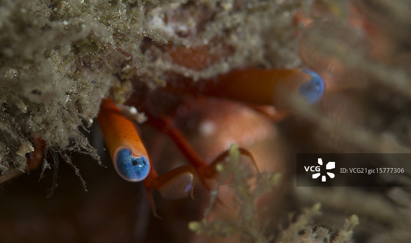 蓝色的眼睛图片素材