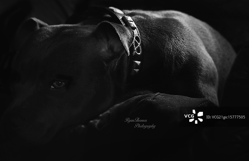 小狗的项圈图片素材