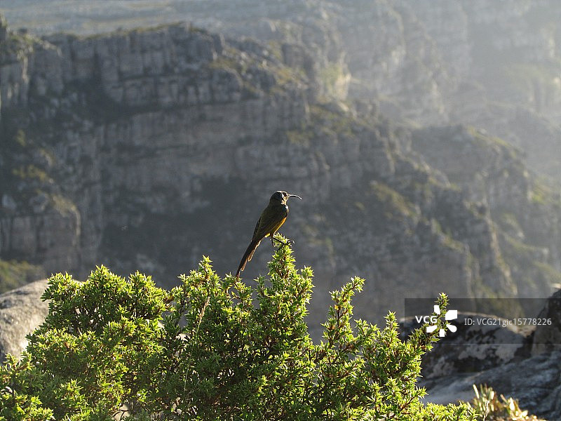 太阳蜂鸟图片素材