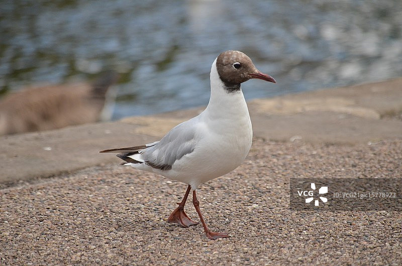 红嘴鸥图片素材