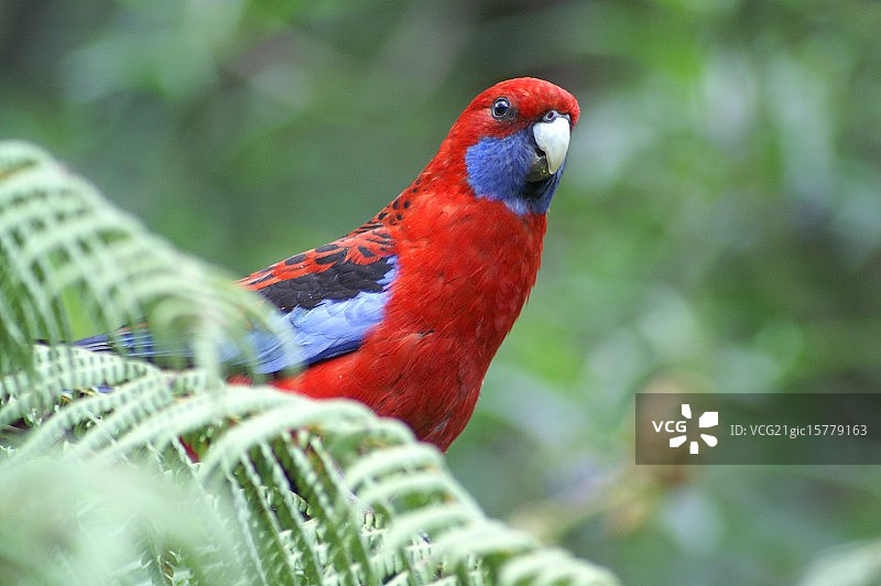 罗塞拉图片素材