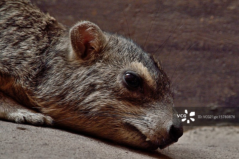 黄斑蹄兔图片素材