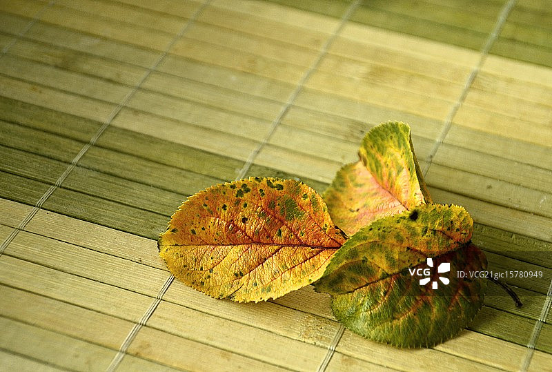 垫子上的秋叶图片素材