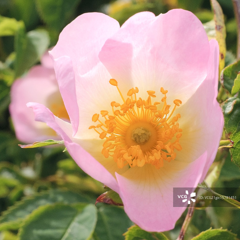 阳光下的野蔷薇图片素材