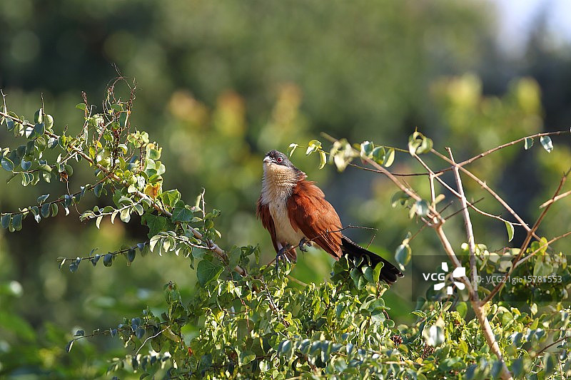 布氏鸦鹃图片素材