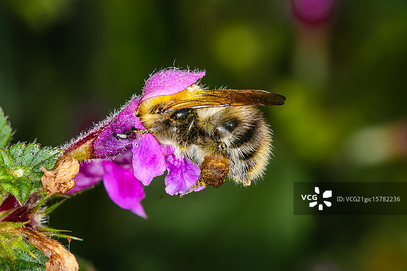 蜜蜂图片素材