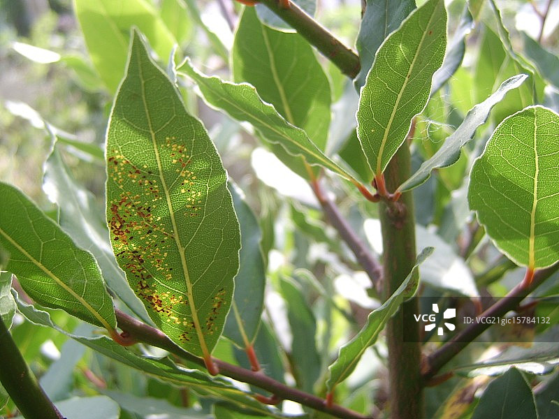 月桂叶上的雀斑图片素材