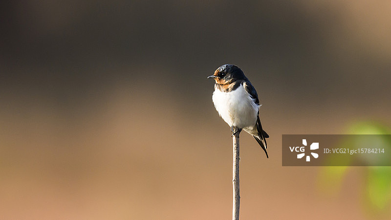 谷仓燕子图片素材