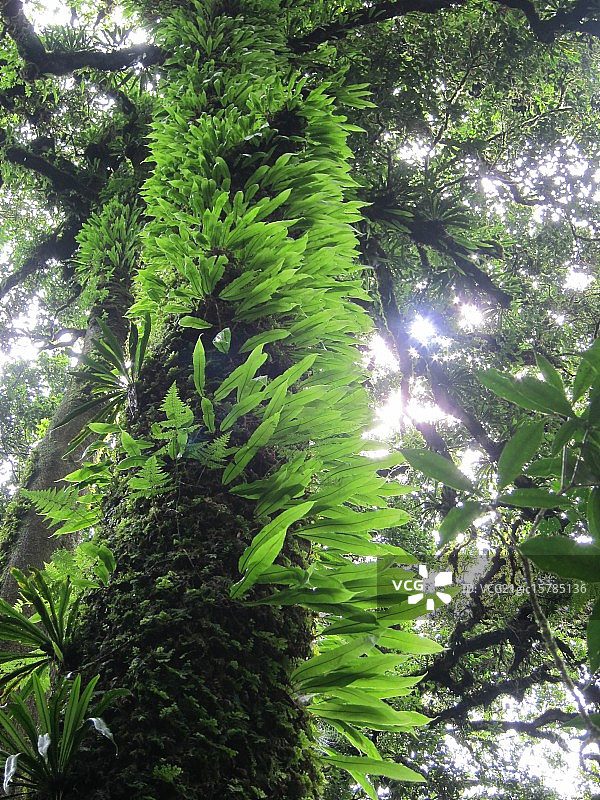 葱郁的绿色图片素材