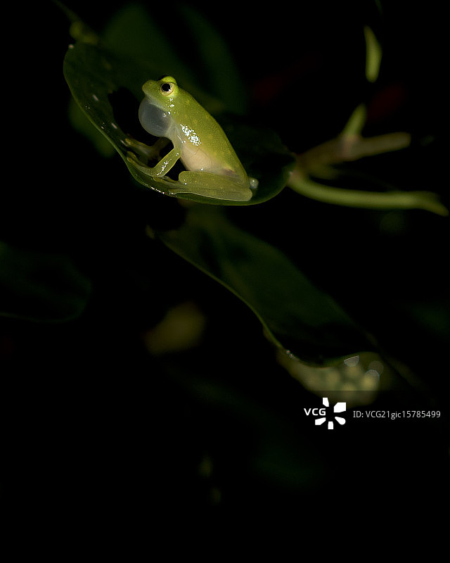 鸣叫的玻璃蛙图片素材