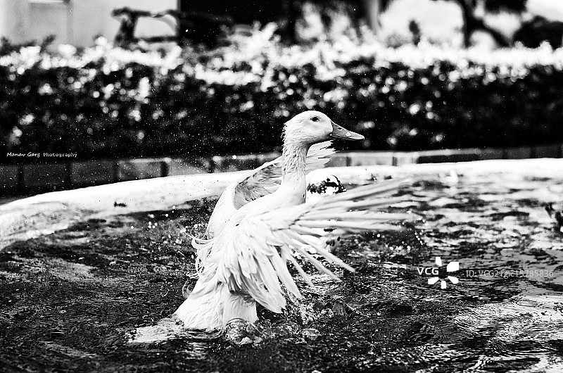 夏日舞蹈图片素材