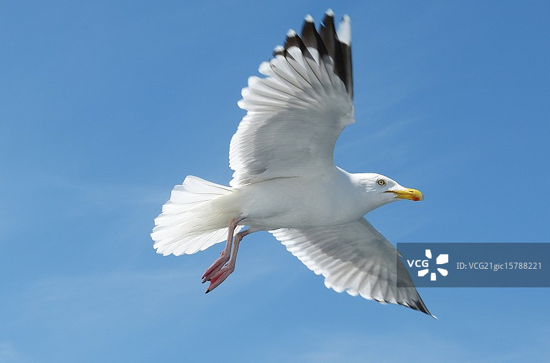 飞行中的海鸥图片素材