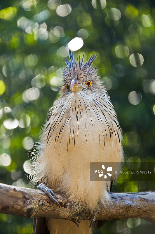 布谷鸟图片素材