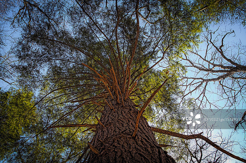 强大的铁杉图片素材