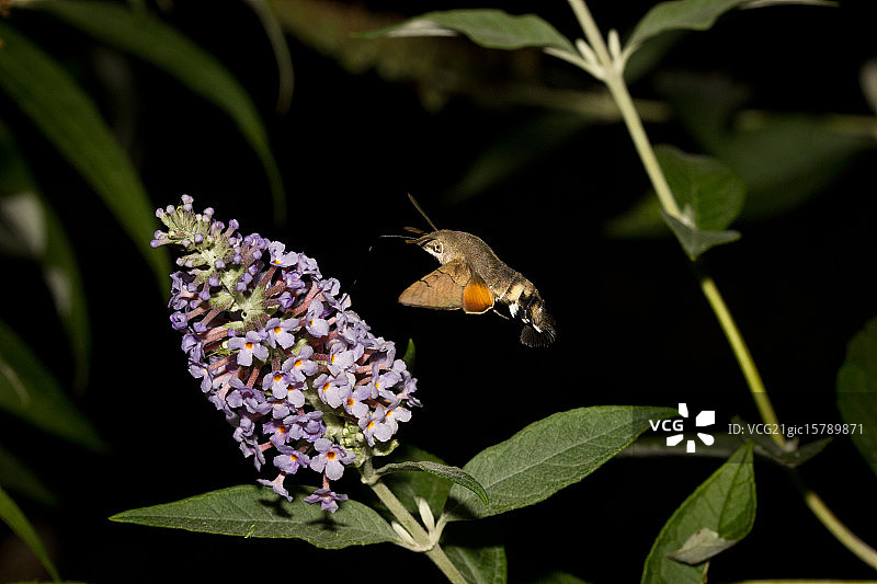 蜂鸟鹰蛾图片素材