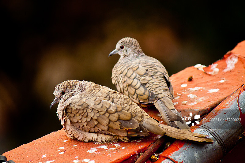 鸟先生和鸟太太图片素材