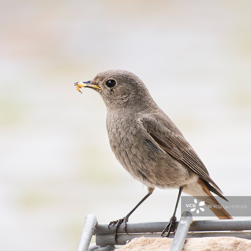 红尾鸲图片素材